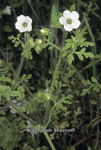 nemophila heterophylla 2 graphic